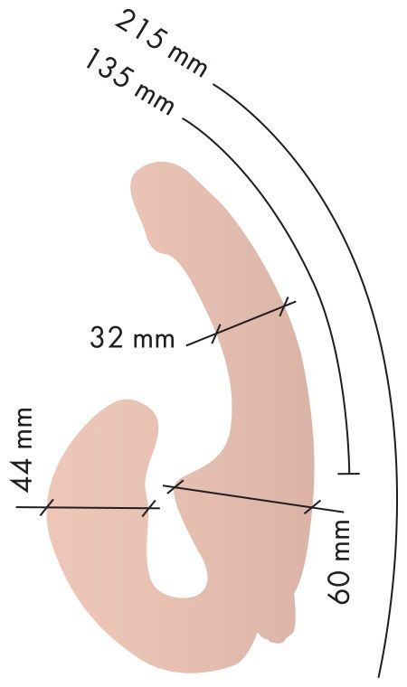 Телесный анатомический страпон с вибрацией - 4
